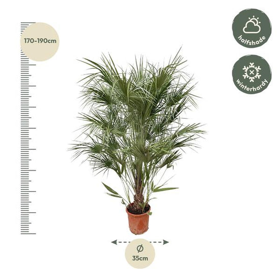 Chamaerops Humilis struik - 170cm- ¯30