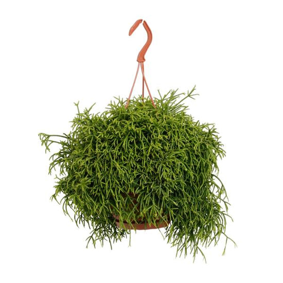 Rhipsalis Baccifera Oasis - Ø17cm - ↕45cm