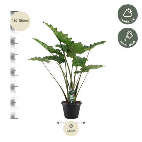 Alocasia Portodora - 140 cm - ¯34cm