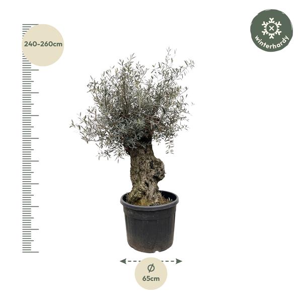Olea Europaea Bonsai - 250cm- ¯65