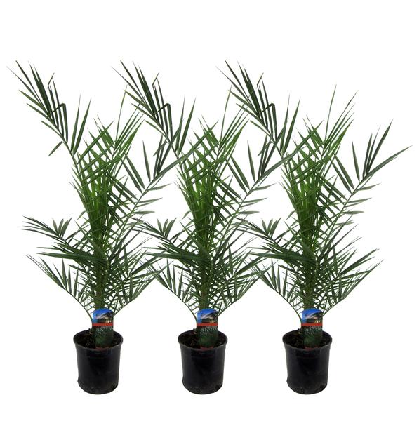 3x Phoenix Canariensis - 80 cm - ¯15
