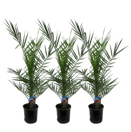 3x Phoenix Canariensis - 80 cm - ¯15