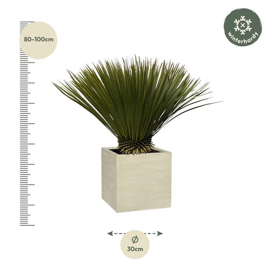 Yucca Rostrata - 80cm- ¯30