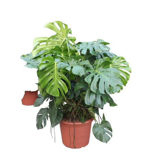 Monstera Deliciosa XXXL - 130 cm - ¿55