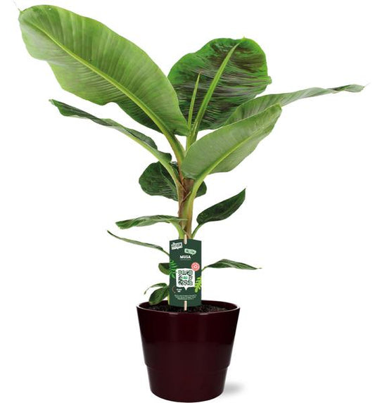Musa Dwarf Cavendish - Ø21cm - ↕90cm + Pot Basic D22x19cm - Bordeaux